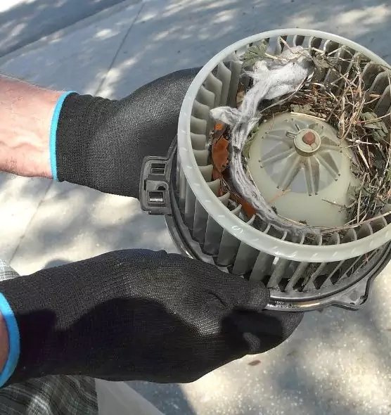 About Air Duct Mice Removal in Anacortes, WA